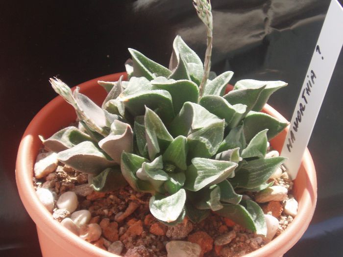 Haworthia