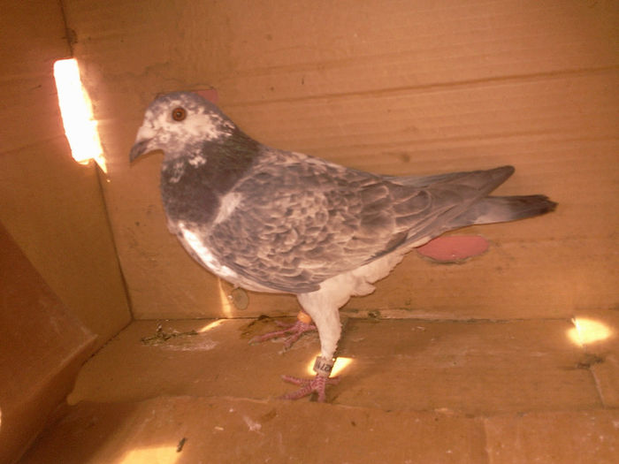 Mascul 50-LEI - Porumbei cuci