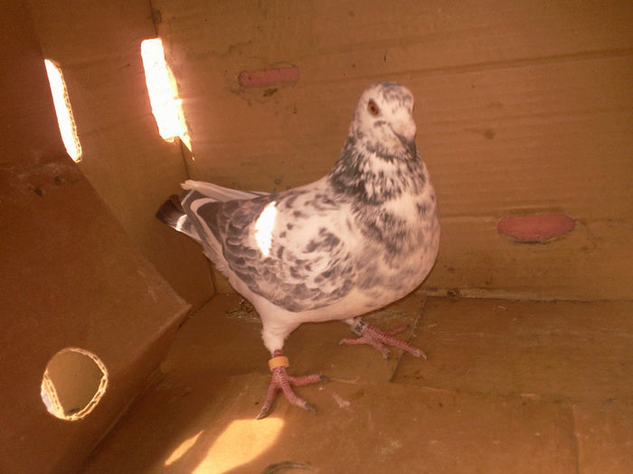 Femela 50-LEI - Porumbei cuci