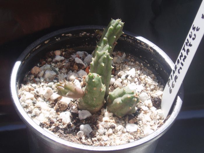 piaranthus geminatus v.foetidus