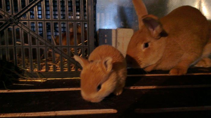 pui Fem_1 din 13.03.2013