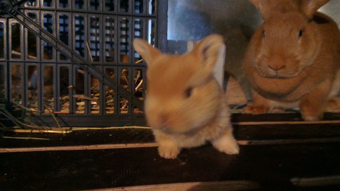 pui Fem_1 din 13.03.2013