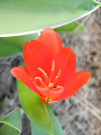 Tulipa Showwinner (2013, April 01)