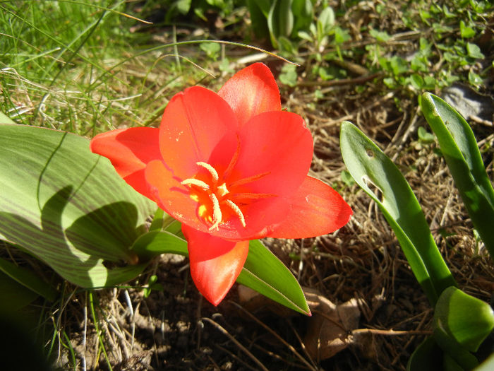 Tulipa Showwinner (2013, April 01)