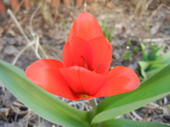 Tulipa Showwinner (2013, April 01)