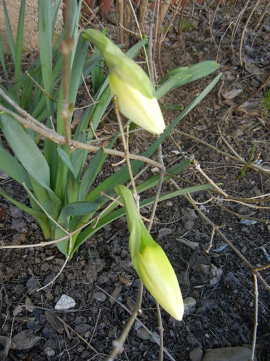 Narcissus Ice Follies (2013, April 01) - Narcissus Ice Follies