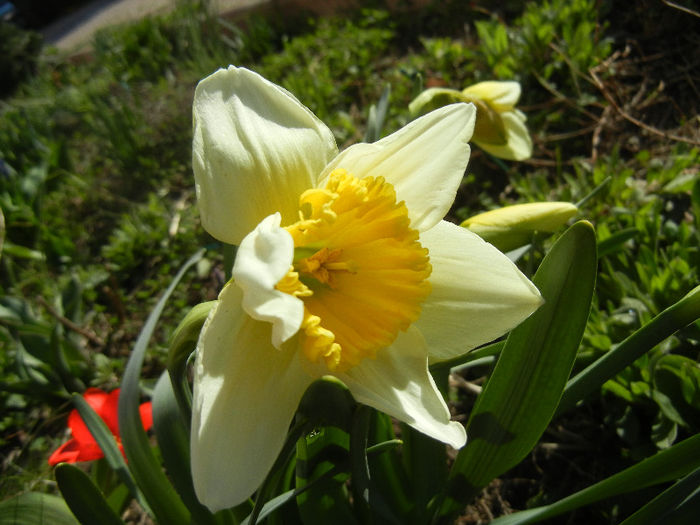 Narcissus Ice Follies (2013, April 01) - Narcissus Ice Follies