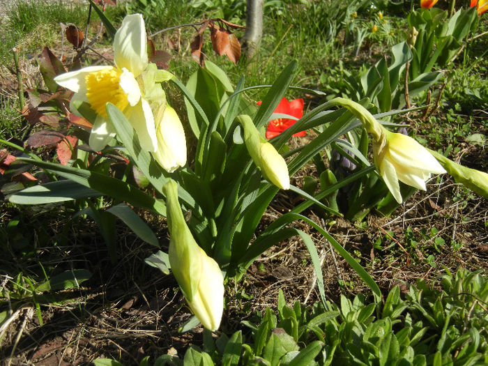 Narcissus Ice Follies (2013, April 01) - Narcissus Ice Follies