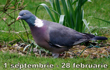 Porumbelul_gulerat(Columba_palumbus) - PORUMBEI SALBATICI DE PE NET