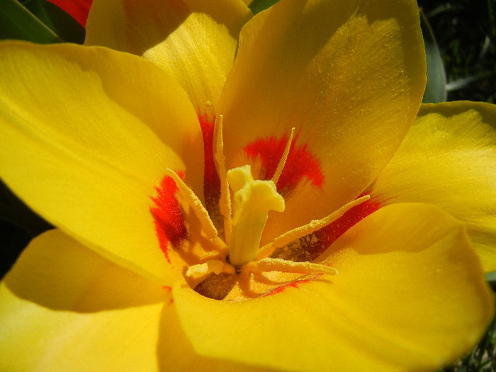 Tulipa Stresa (2013, April 01)
