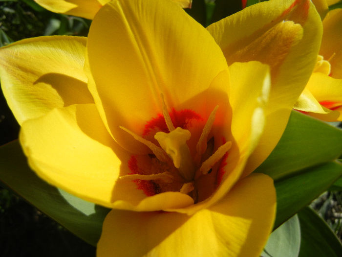 Tulipa Stresa (2013, April 01)