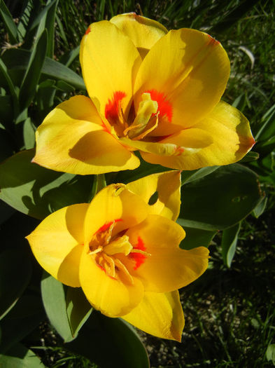 Tulipa Stresa (2013, April 01)