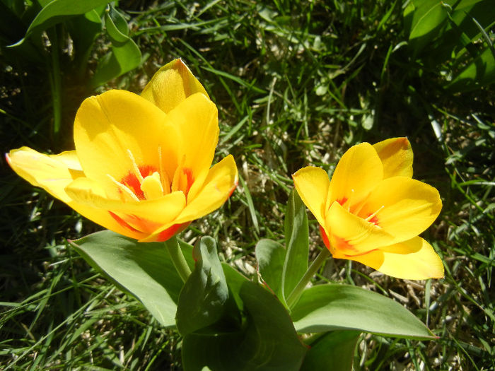 Tulipa Stresa (2013, April 01)