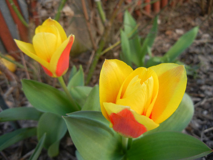 Tulipa Stresa (2013, April 01)