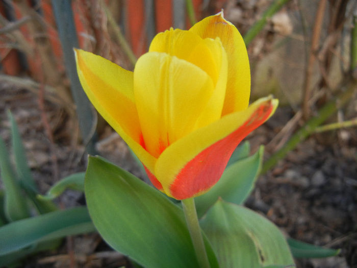 Tulipa Stresa (2013, April 01)