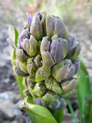 Hyacinth Isabelle (2013, April 01)