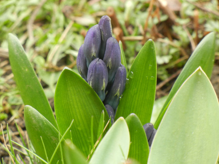 Blue Hyacinth (2013, March 30) - ZAMBILE_Hyacinths