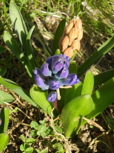 Hyacinth Duo (2013, April 01) - ZAMBILE_Hyacinths