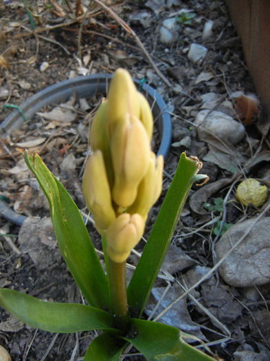 Hyacinthus orientalis (2013, April 01)
