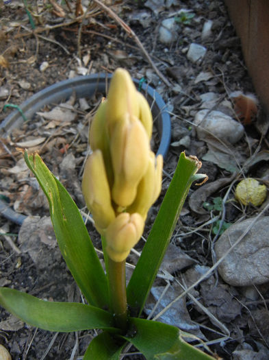 Hyacinthus orientalis (2013, April 01) Hyacinthus orientalis (2013, April 01)