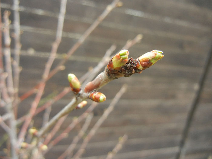 Spring Buds (2013, March 31) - 01 SPRING Burst_Primavara