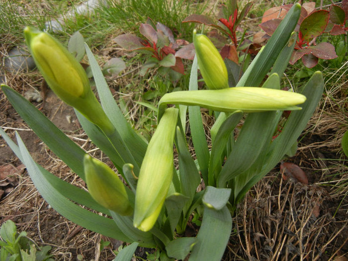 Daffodils_Narcise (2013, March 31) - 03 Garden in March