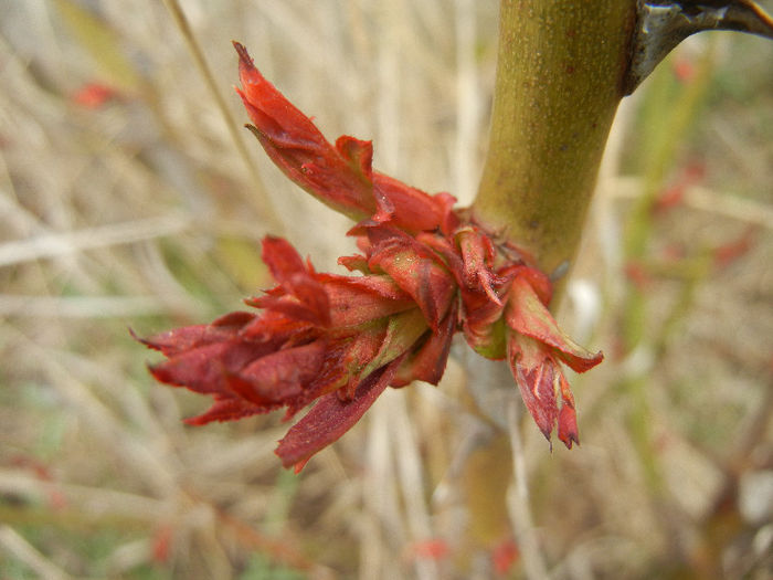 Rose Leaf Buds (2013, March 31) - 03 Garden in March