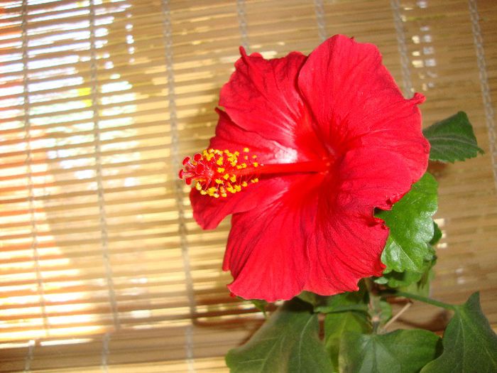  - hibiscusi