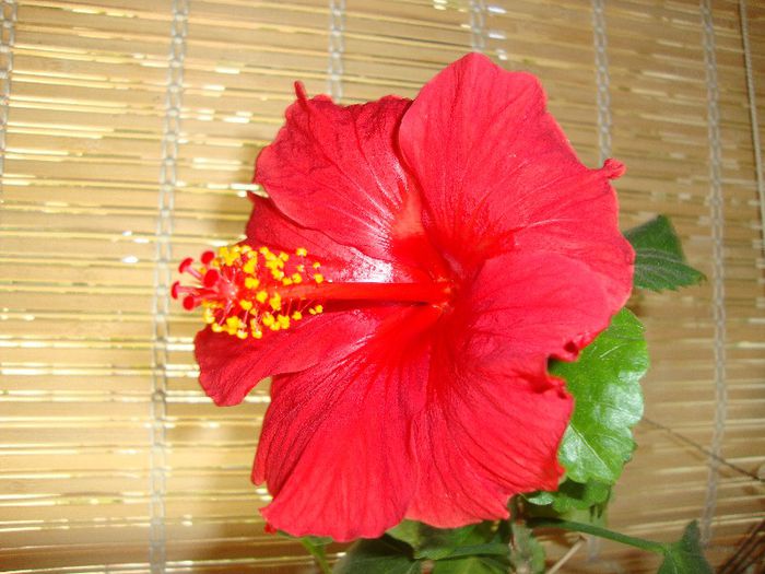  - hibiscusi