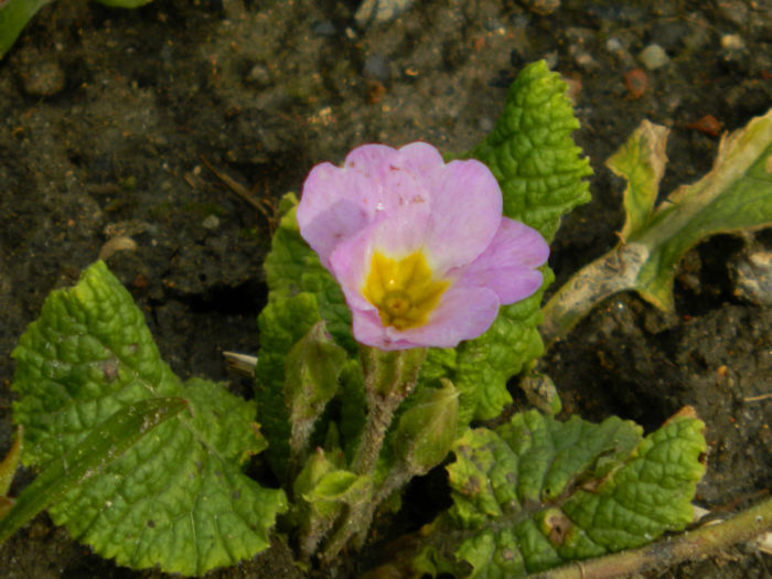 DSCN6308