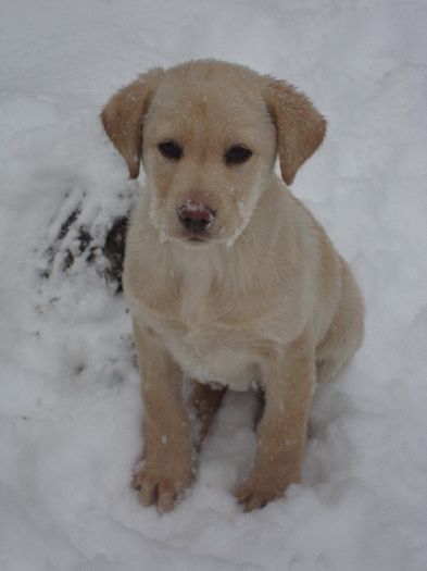 o catelusa nazdravana cu o fata nevinovata :) - Caisy-labrador retriever