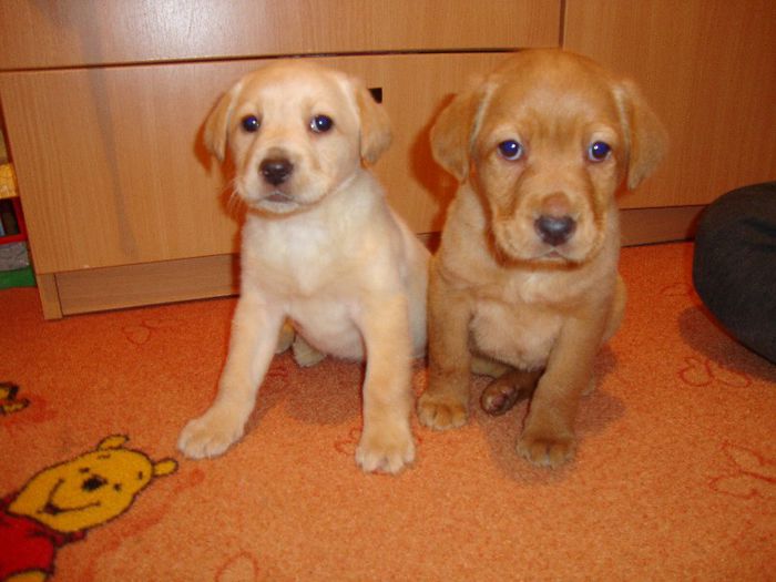 cu sora ei Maya - Caisy-labrador retriever