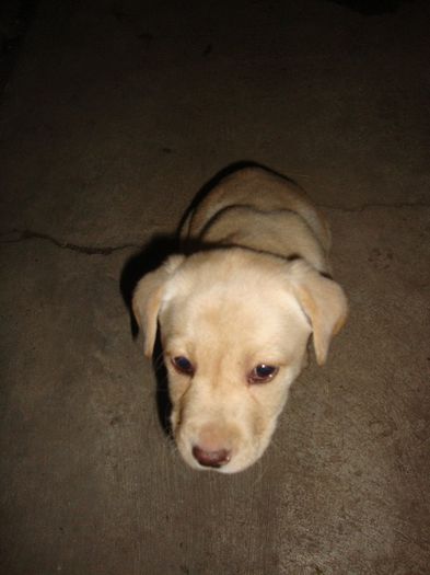  - Caisy-labrador retriever