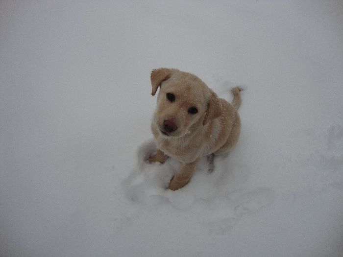 3 luni - Caisy-labrador retriever