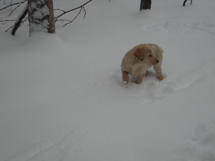  - Caisy-labrador retriever