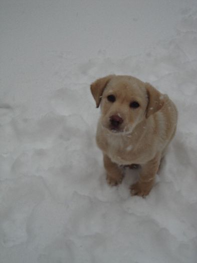 3 - Caisy-labrador retriever