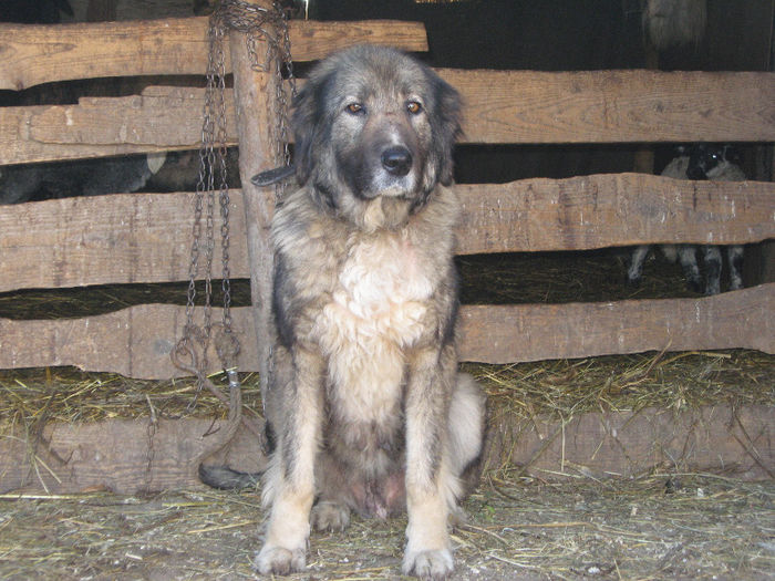 molda femela