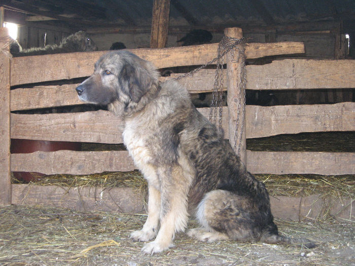 molda 8 -9 ani