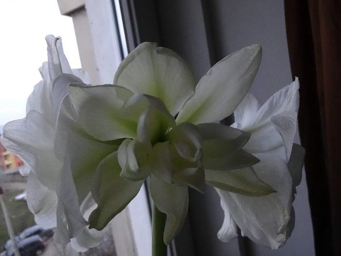 DSC01470 - Amaryllis