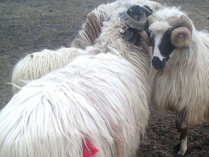 fotografie2380_001 - 1BERBECII MEI