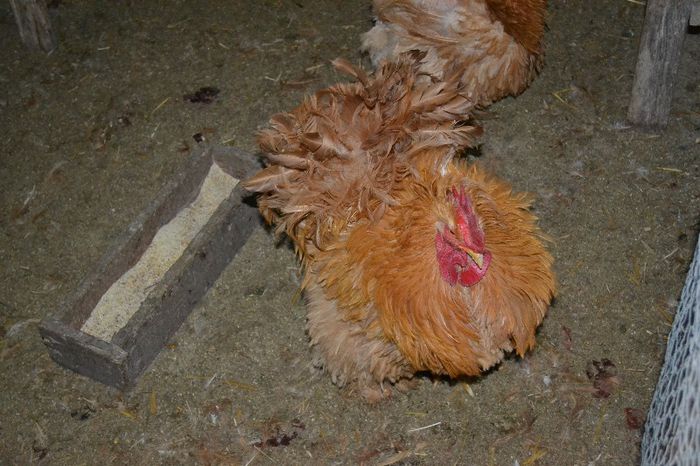 cochinchina frezat poza 3