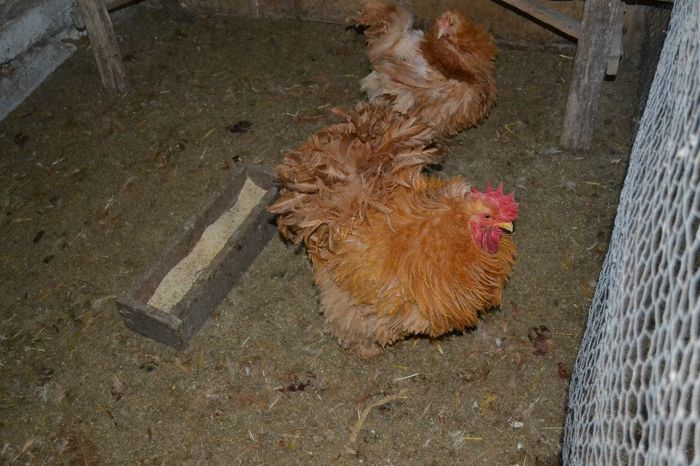 cochinchina frezat poza 4