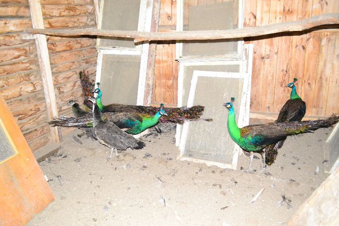 Pauni masculi Spalding poza 2