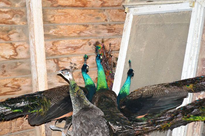 Pauni masculi Spalding poza 3