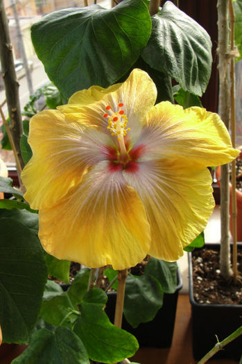 hibiscus Tahitian Sophistication
