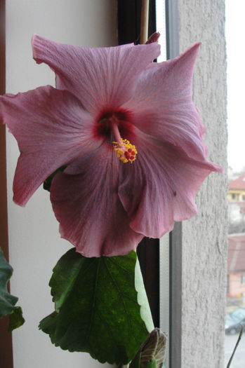 hibiscus Katlyn Jane