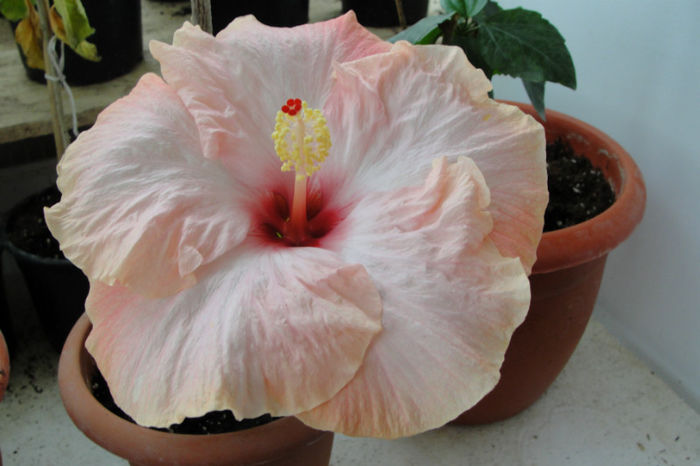  - Hibiscus Gommer 1