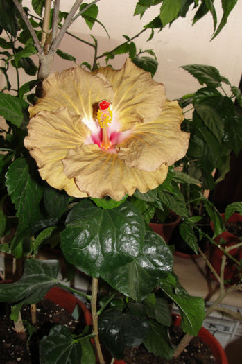 hibiscus Suntan