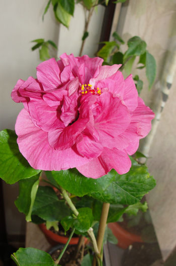 hibiscus Linda Pearl
