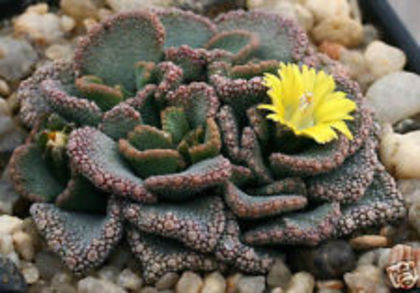 Titanopsis Fulleri - Dorinte